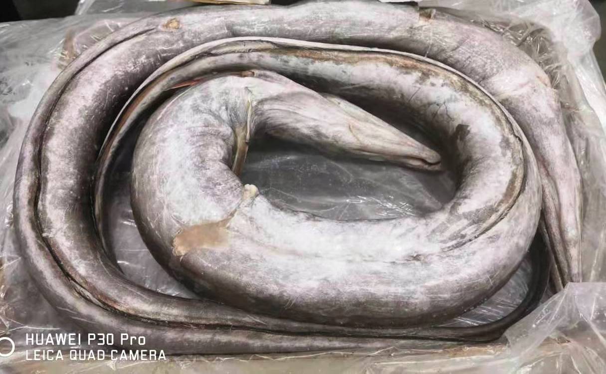 frozen eel fish